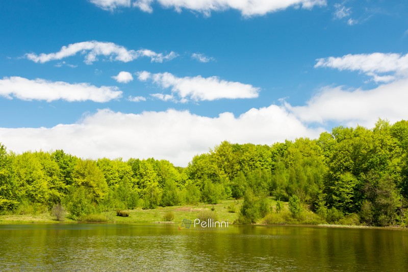 lake among forest in spring. landscape with beech trees in green foliage near water. recreation scenery in carpathian mountain on a sunny day. calm nature background for fishing in ukraine