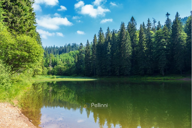 lake among spruce forest in mountains. trees reflecting in the water surface. wonderful summer scenery at sunny forenoon with fluffy clouds on a blue sky