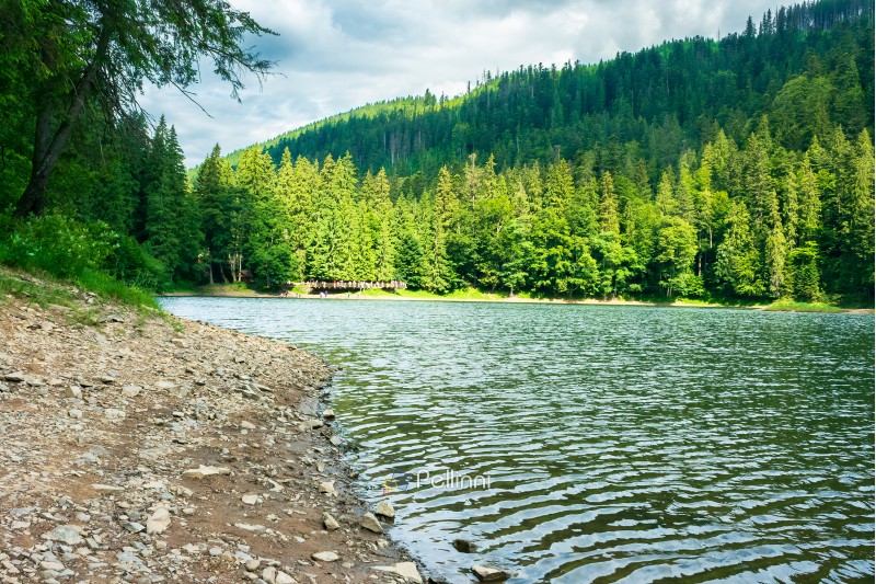 lake among the spruce forest in summer. beautiful scenery in dappled light