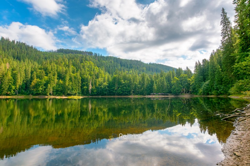 landscape by the lake on cloudy morning. coniferous forest near the lake and the forest mountain. awesome summer view of carpathian mountain reflection on synevr lake water surface. clean environment
