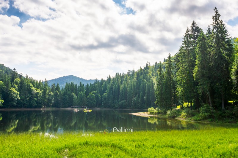 landscape by the lake synevyr on a cloudy forenoon. nature mirror. coniferous trees near the lake shore and forested carpathian mountain reflecting in the water