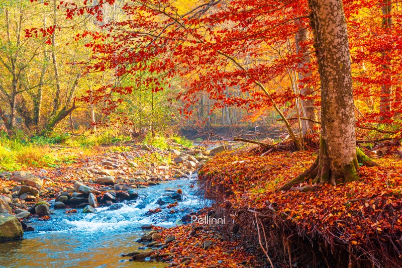 landscape in mountains, forest and a river in front. beautiful v landscape in mountains, forest and a river in front. beautiful view in autumn. fresh water in the beech forest of Carpathian mountains. sunny weather, rocky shore