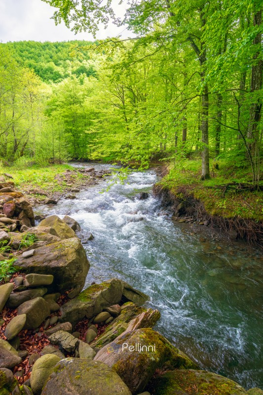 landscape in mountains, forest and a river in front. beautiful view in spring. fresh water in the beech forest of carpathian mountains. cloudy weather, rocky shore