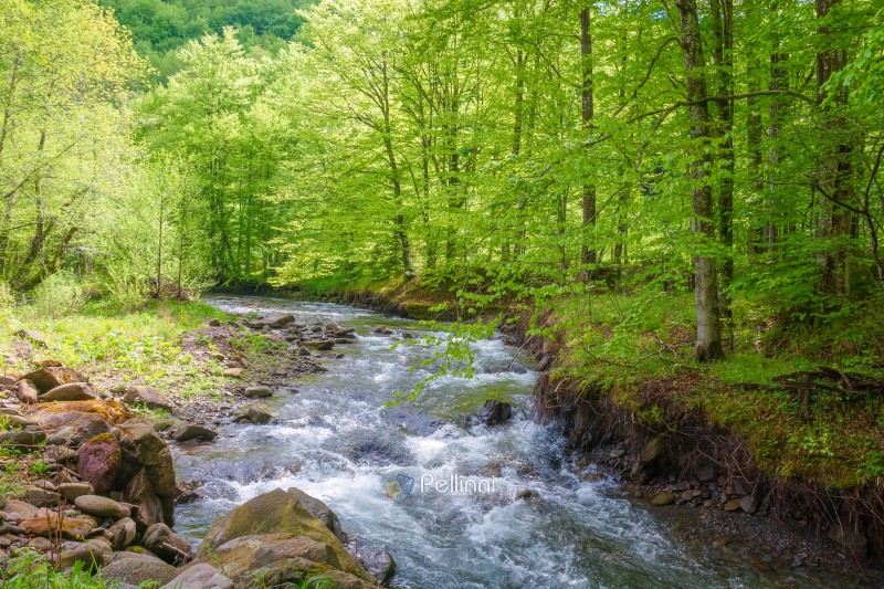 landscape in mountains, forest and a river in front. beautiful v landscape in mountains, forest and a river in front. beautiful view in spring. fresh water in the beech forest of carpathian mountains. cloudy weather, rocky shore