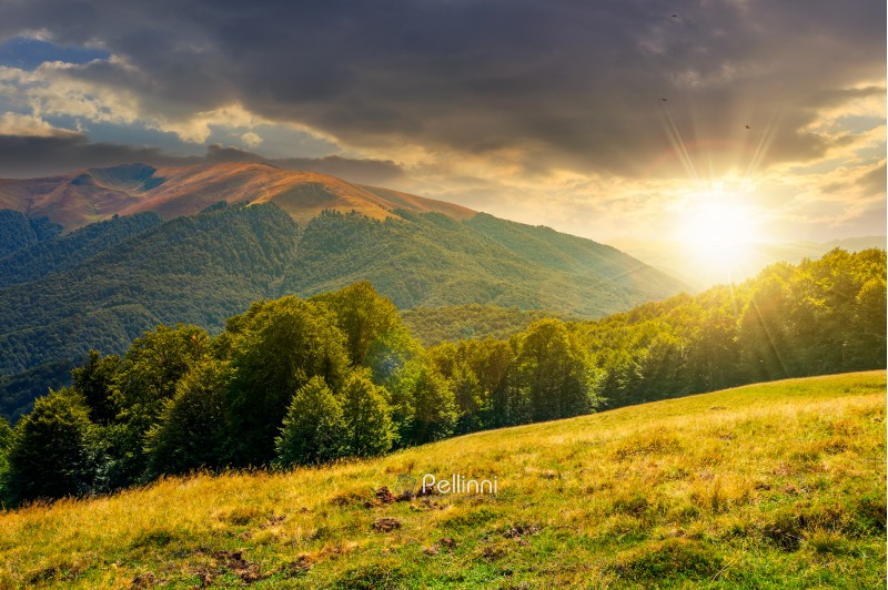 beautiful landscape of Carpathian mountains at sunset. forested hills and Apetska mountain in the distance in summer