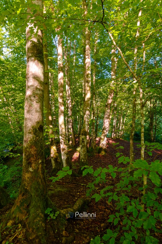landscape of beech forest in summer. beautiful nature background with green foliage in morning light. lush deciduous woodland of ukrainian carpathians
