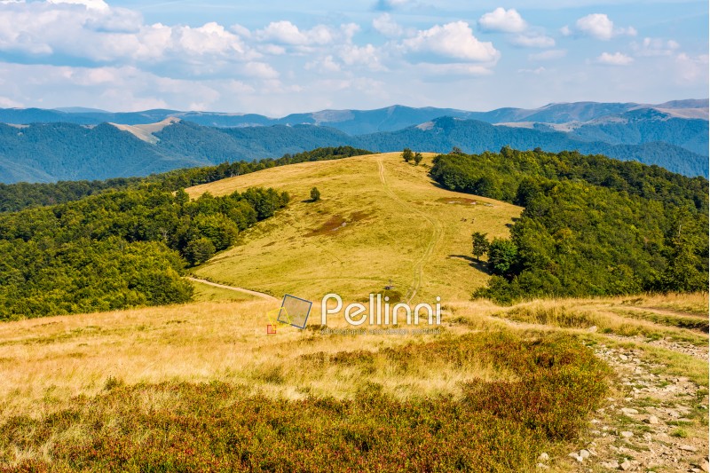 path through weathered grassy alpine meadow near the beech forest on top of a hill. gorgeous mountain ridge scenery on early autumn sunny day under the blue sky with clouds.