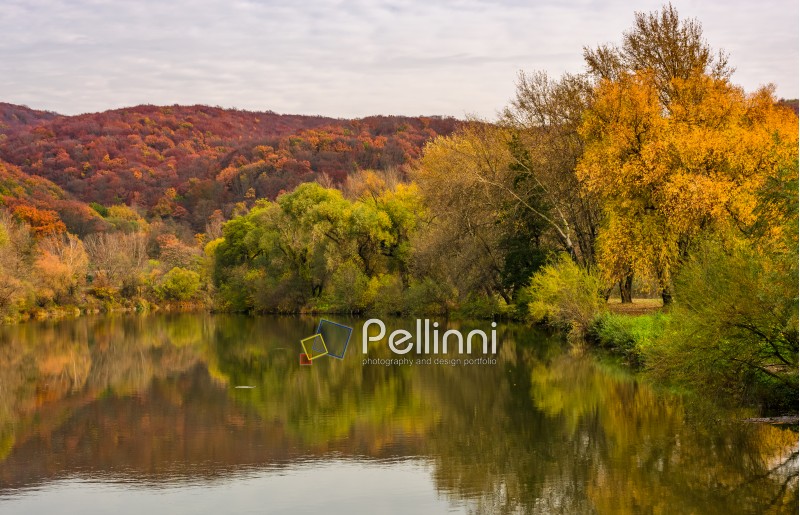 landscape with calm river in autumn. beautiful mountainous scenery with red and yellow foliage