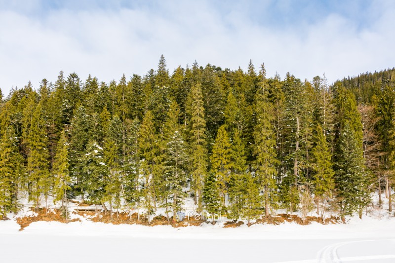 landscape with coniferous forest and frozen lake in mountain. carpathian woods. sunny weather. nature scenery of synevyr national park in winter. outdoor adventure