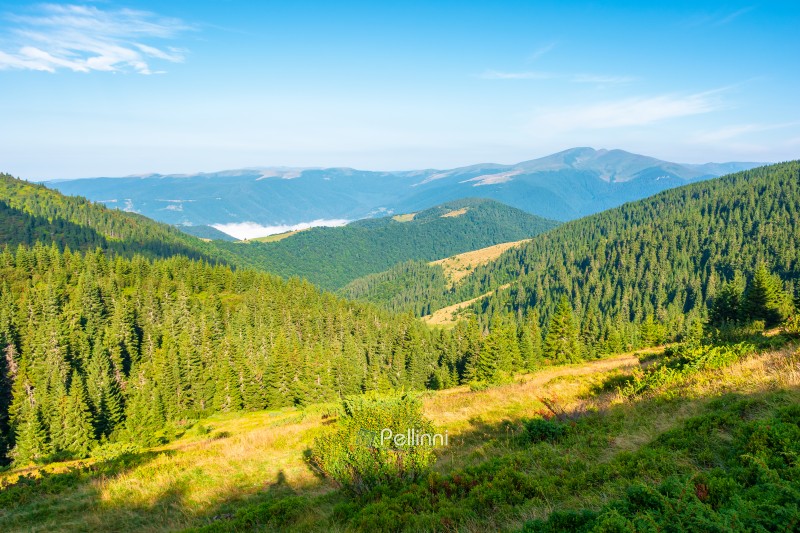 landscape with coniferous forest behind the meadow. sunny mornin landscape with coniferous forest behind the meadow. sunny morning. nature background with carpathian mountains of ukraine. view of transcarpathia alpine woodland