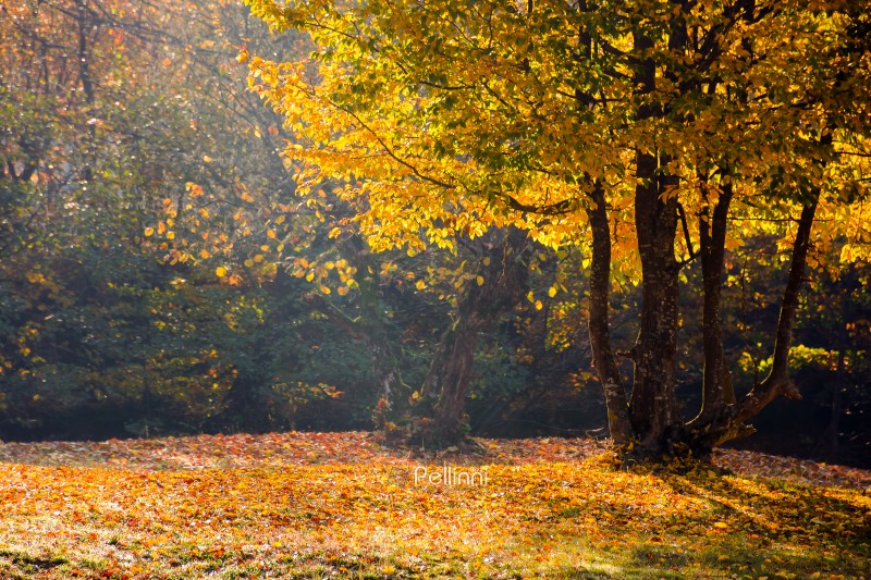 landscape with deciduous tree on a beech forest glade in autumn. beautiful nature background in morning light. hazy october weather. lush yellow foliage