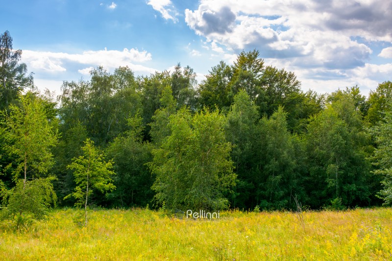landscape with forest on the hill in summer. scenic view of blooming alpine pasture. vacation season in european countryside. sunny day. pastoral place in deciduous woodland
