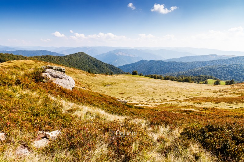 landscape with grassy meadow of krasna ridge on a sunny day. carpathian mountain scenery of ukraine in summer. transcarpathia travel background. beauty in nature of green alpine environment