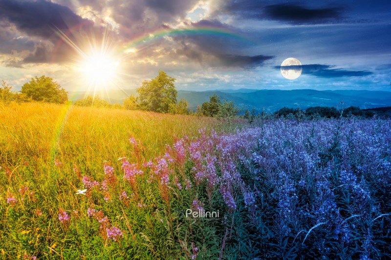 landscape with high grass and blooming pink flowers on top of a mountain. day meet night. willow herb on alpine meadow. sun and moon over trees near the edge of high mountain. epic alpine environment