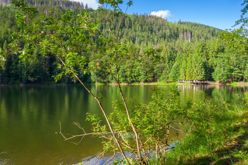 landscape with lake and coniferous forest. synevyr national park in the afternoon. alpine pond. carpathian mountains in summer. wonderful scenery reflecting in the calm water