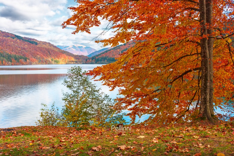 landscape with lake in autumn. scenic view of forest reflection landscape with lake in autumn. scenic view of forest reflection on the lake surface. rika river water reserve. transcarpathia in fall season