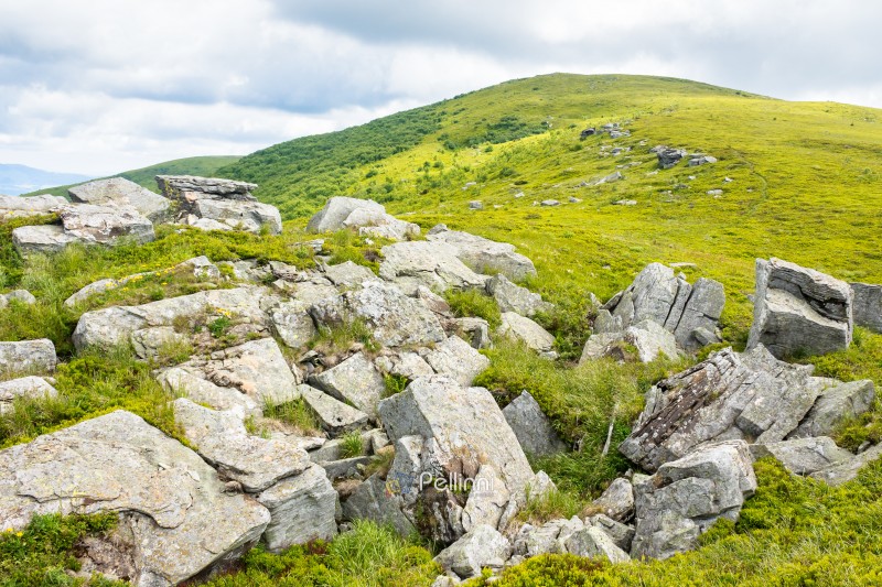 landscape with rocks among the grass on the hillside. alpine environment. sunny day. scenery of carpathian mountain range in summer. travel and outdoor adventure in great highland of ukraine
