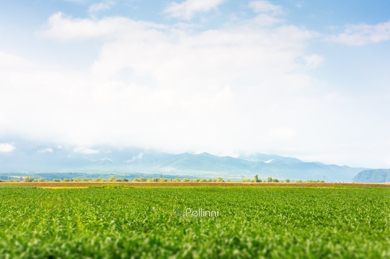 landscape with rural field. mountainous countryside of romania in summer. cloudy sky. tranquil cloudscape