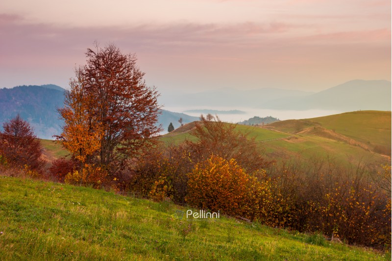 late autumn dawn with pink sky in mountains. red foliaged trees on the grassy hill. rising fog in the distant valley.