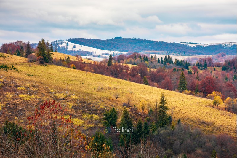 late autumn in mountains. meadow with weathered grass and trees in fall color. distant hills in snow. overcast sky. gloomy november weather.