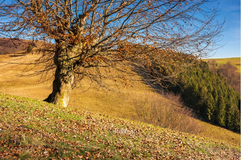leafless beech tree on hill. brown foliage on the ground. sad autumn scenery on a sunny day.
