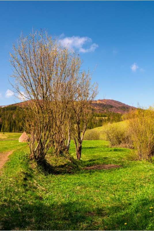 leafless tree in front of a mountain. beautiful countryside scenery in springtime