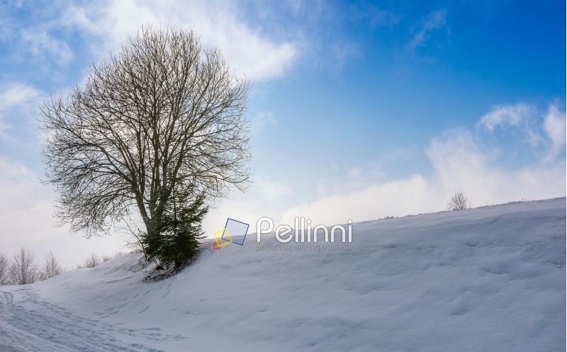 leafless tree on snowy slope. lovely winter nature background