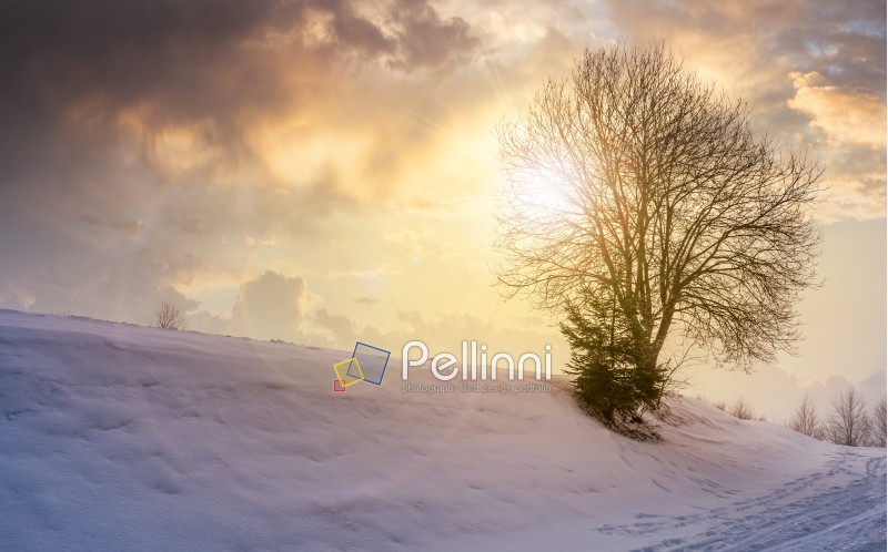 leafless tree on snowy slope at sunset. lovely winter nature background