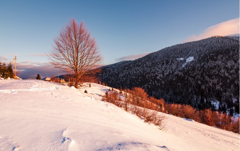 leafless tree on snowy slope in morning light. beautiful mountainous countryside in winter