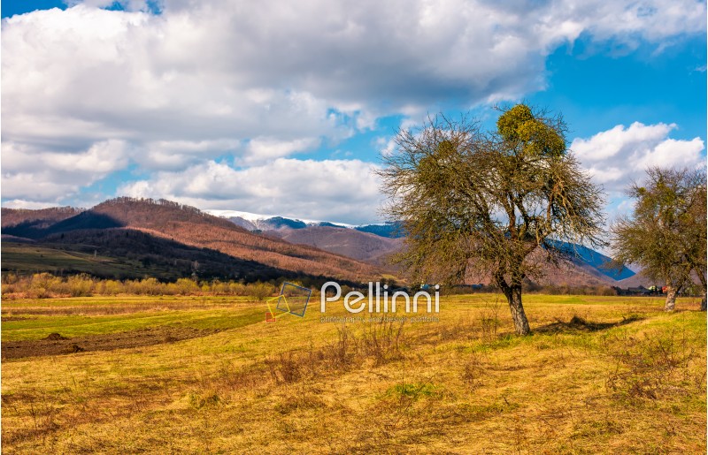 leafless trees on the rural field in mountains with snowy tops. beautiful countryside springtime scenery on a sunny day with some clouds on a blue sky