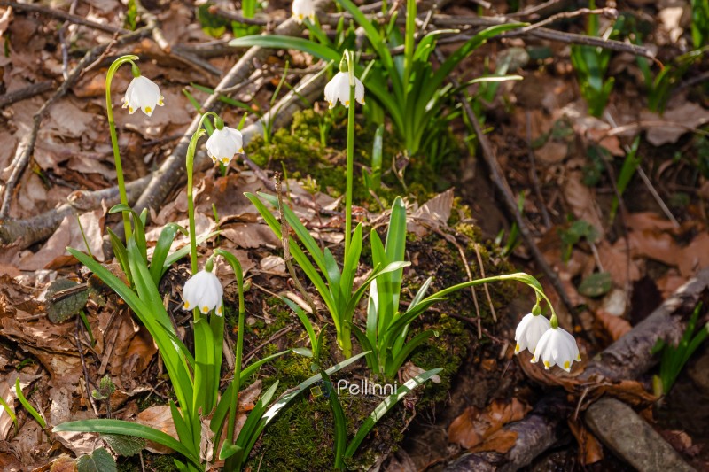 leucojum vernum blooming in early spring. summer snowflake flower closeup near forest brook on a sunny day. green environment background for nature awakening, woman's day or easter holidays