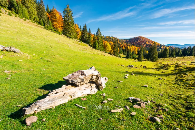 log on a grassy hill in Apuseni Natural park. mountain with deciduous forest in yellow foliage in the distance. beautiful autumn landscape of Romania. wonderful warm weather with beautiful sky