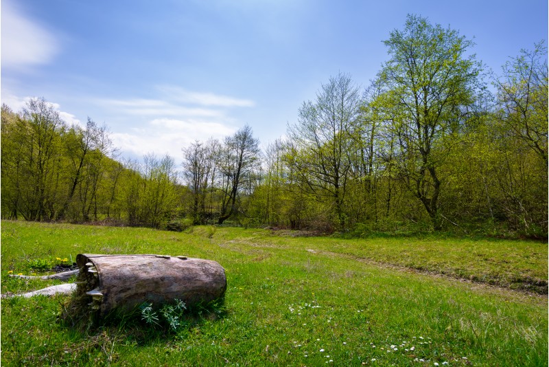 log on the grassy meadow among the forest. beautiful nature scenery in springtime
