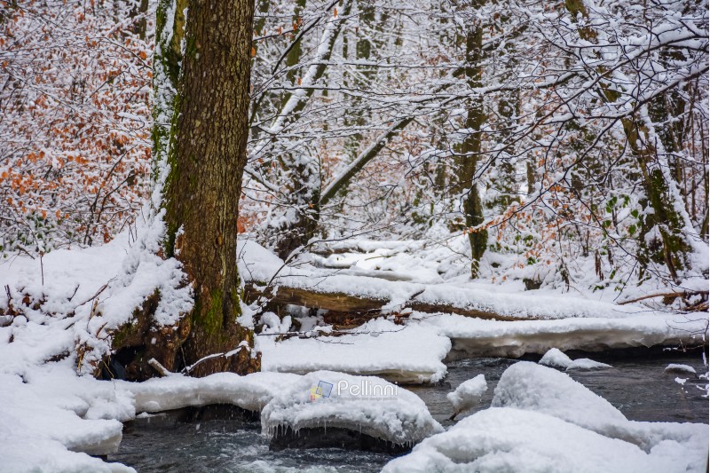 log over the brook in winter forest full of snow. calm nature scenery. brown foliage is present on some trees