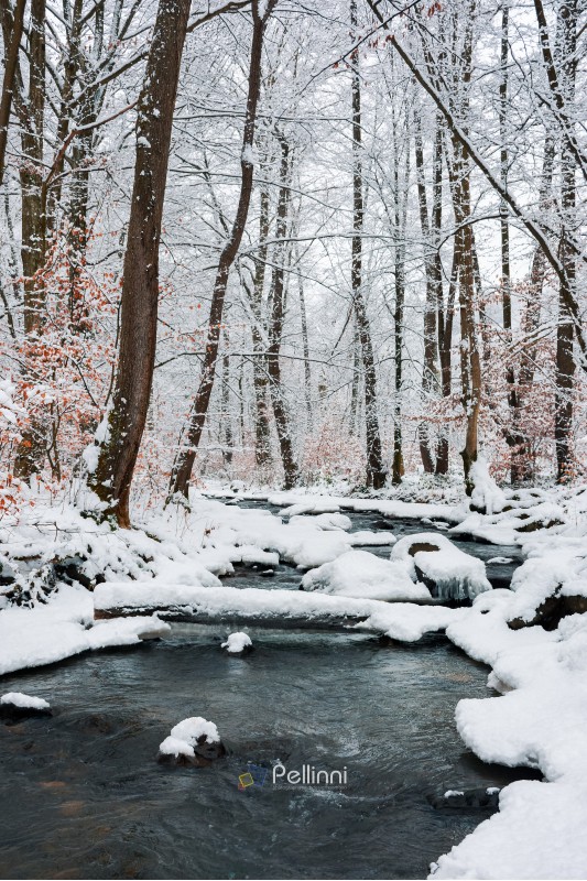 log over the brook in winter forest full of snow. calm nature scenery. brown foliage is present on some trees