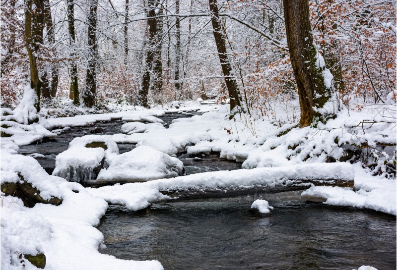 log through a brook in snowy forest with some weathered foliage on the branches. magic nature scenery in winter
