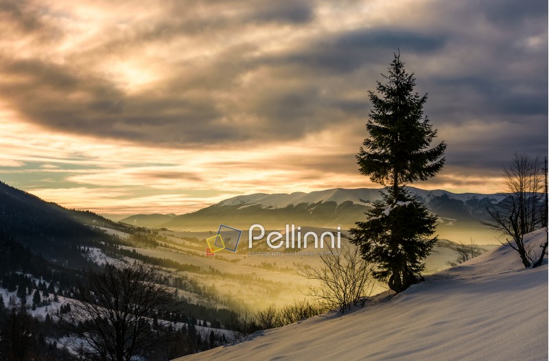 lonely spruce tree on hillside at sunrise. gorgeous winter countryside scenery view from the hill to sunny valley