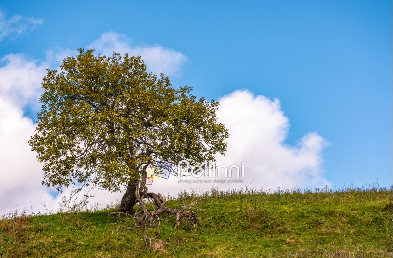 lonely tree on a grassy hillside with huge white cloud on the blue sky. beautiful early autumn nature scenery