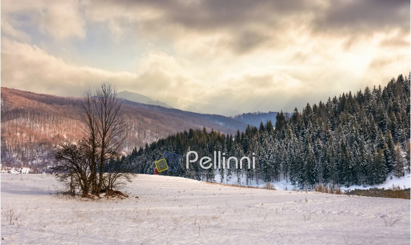 composite landscape with lonely tree on a hill side meadow covered with snow near spruce forest in mountains under stormy winter sky