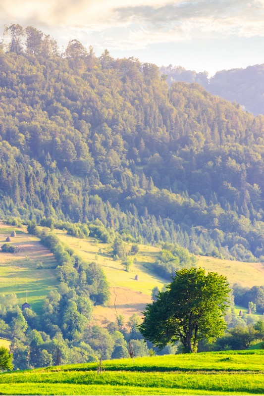 lonely tree on the grassy field in mountains. lovely rural scenery in summer