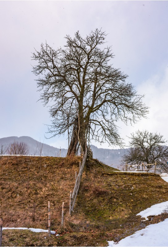 lonely tree on the hill on winter day. lovely rural scenery on an overcast day