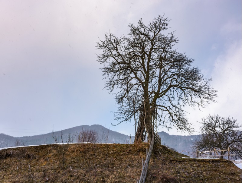 lonely tree on the hill on winter day. lovely rural scenery on an overcast day