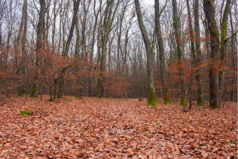 lonely walks in empty naked forest. brown foliage on the ground. sad feelings and thoughts