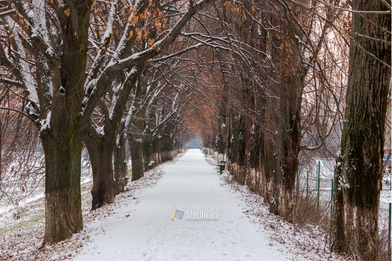 longest european linden alley in winter. walking path covered with snow