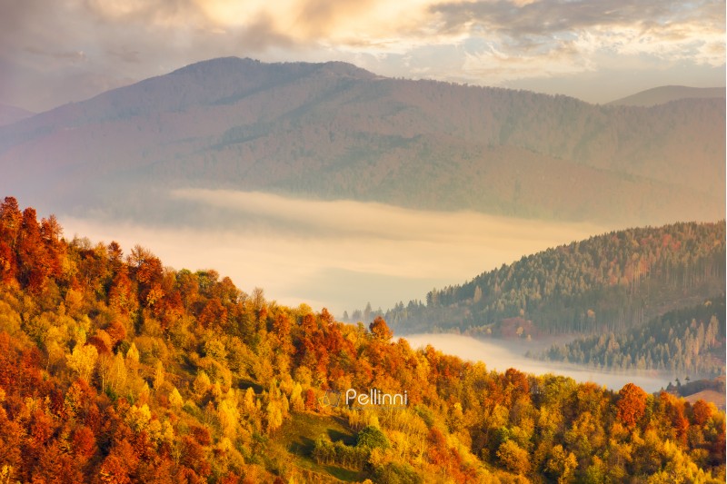 lovely autumn scenery in mountains at sunrise. forest in fall colors. fog in the distant valley.