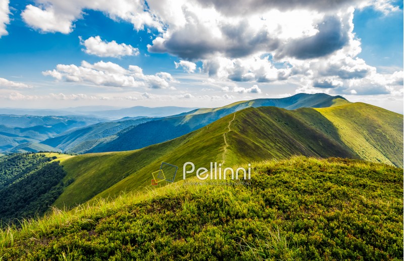 lovely green grassy hills of mountain ridge. gorgeous mountainous landscape in Carpathians on cloudy summer day