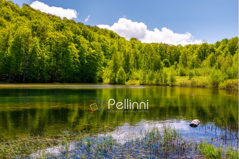 lovely pond in the forest on a hillside. serene day in springtime outdoors