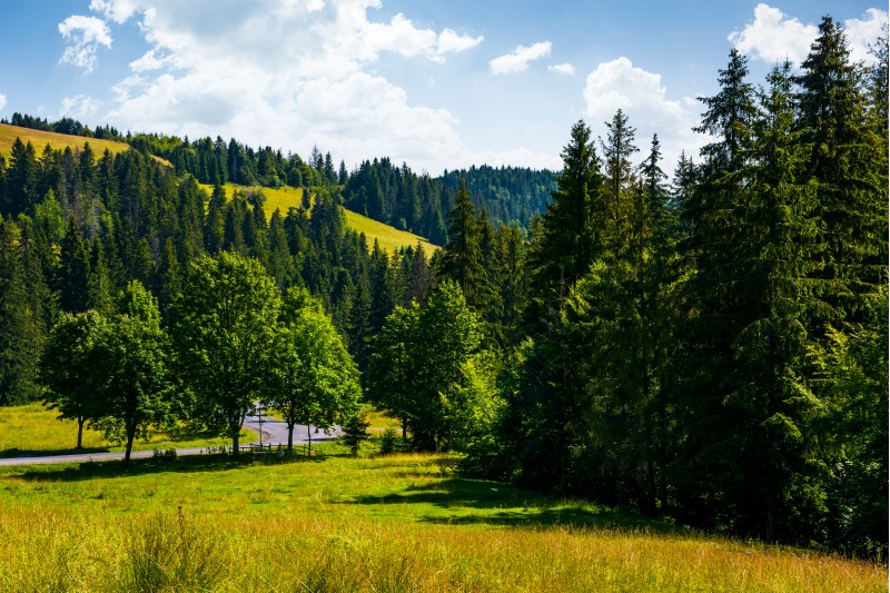lovely summer countryside in mountains. grassy meadow near the spruce forest