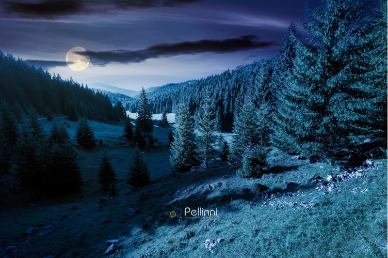 lovely valley with spruce forest at night in full moon light. wonderful landscape of Apuseni mountains in autumn. beautiful cloudscape above the ridge. travel Romania discover europe concept