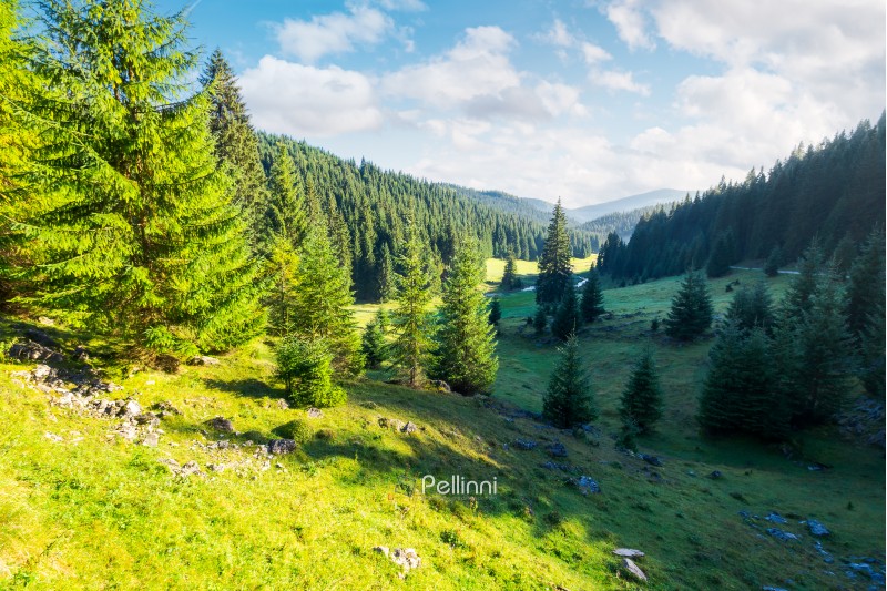 lovely valley with spruce forest. wonderful landscape of Apuseni mountains in autumn. beautiful cloudscape above the ridge. travel Romania discover europe concept